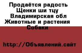 Продаётся радость! Щенки ши-тцу - Владимирская обл. Животные и растения » Собаки   